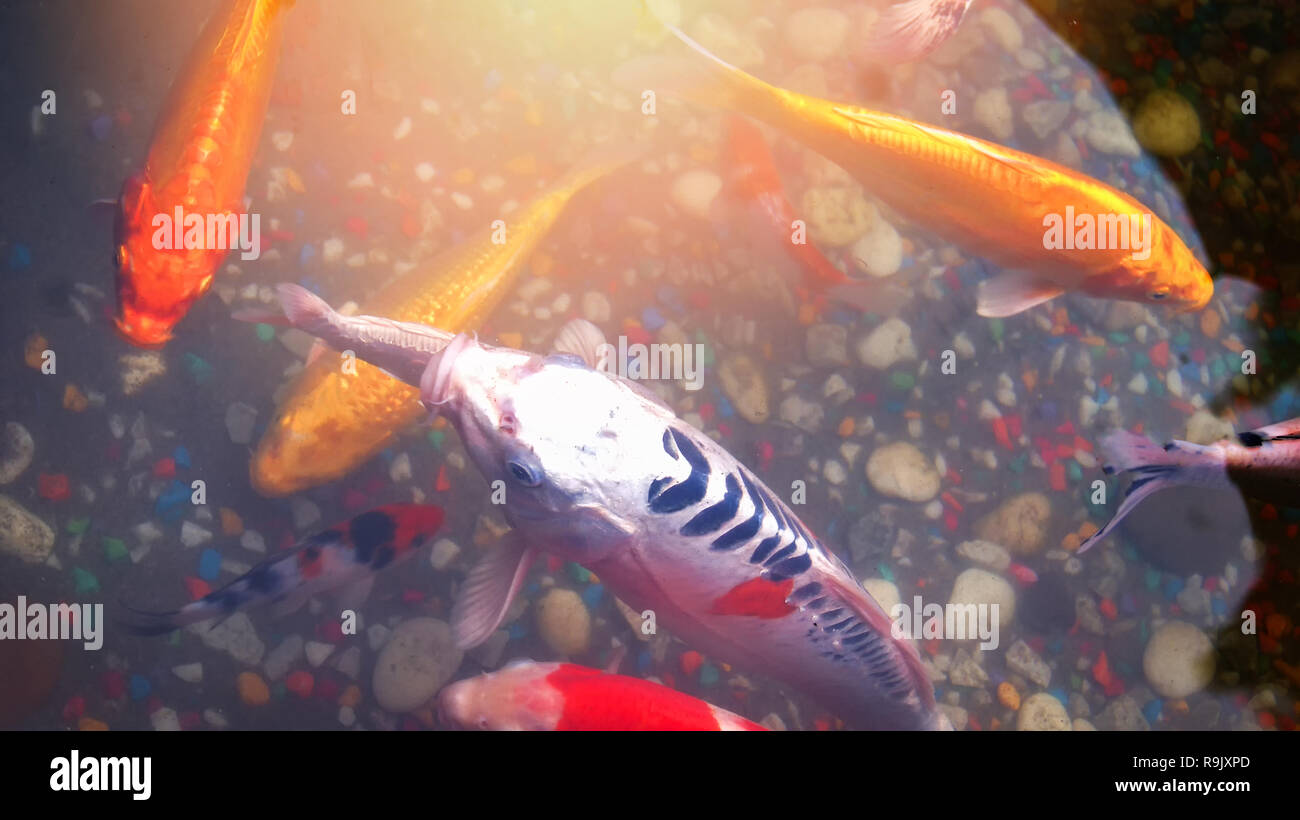 Orange Fish Koi Carp Or Koi Fish Swimming In The Pond Fish Enjoy