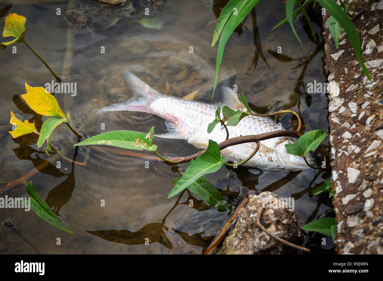Dead fish floating surface in the dark water on river - water pollution Stock Photo