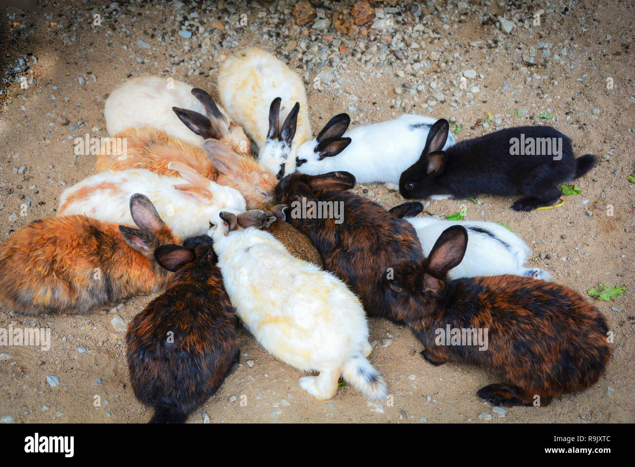 Rabbits eating vegetable / Group of rabbit cute animal pets at farm