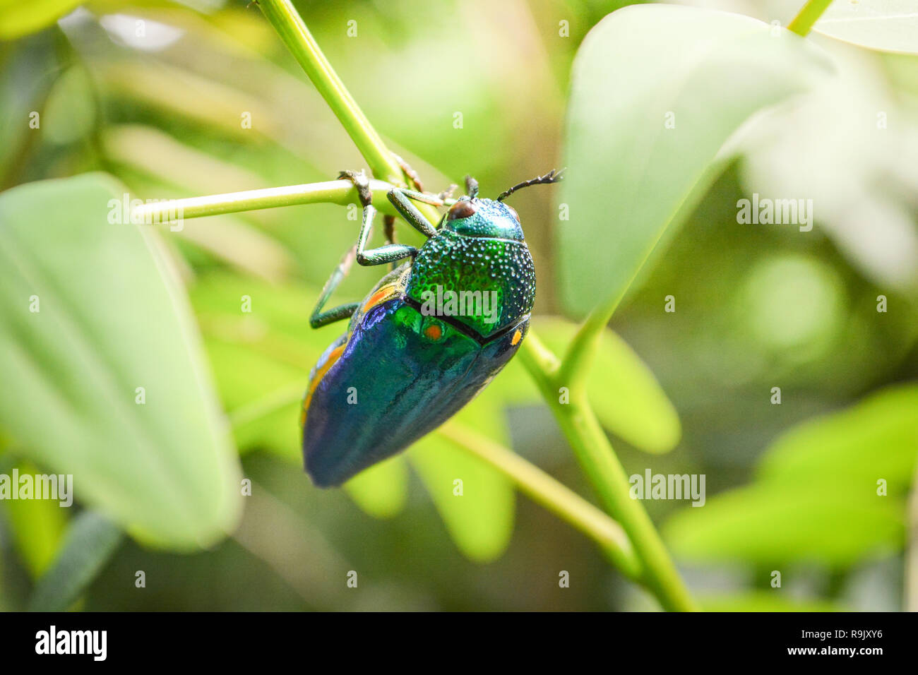 Jewel beetle on the leaf tree on nature / The green bug of Jewel beetle