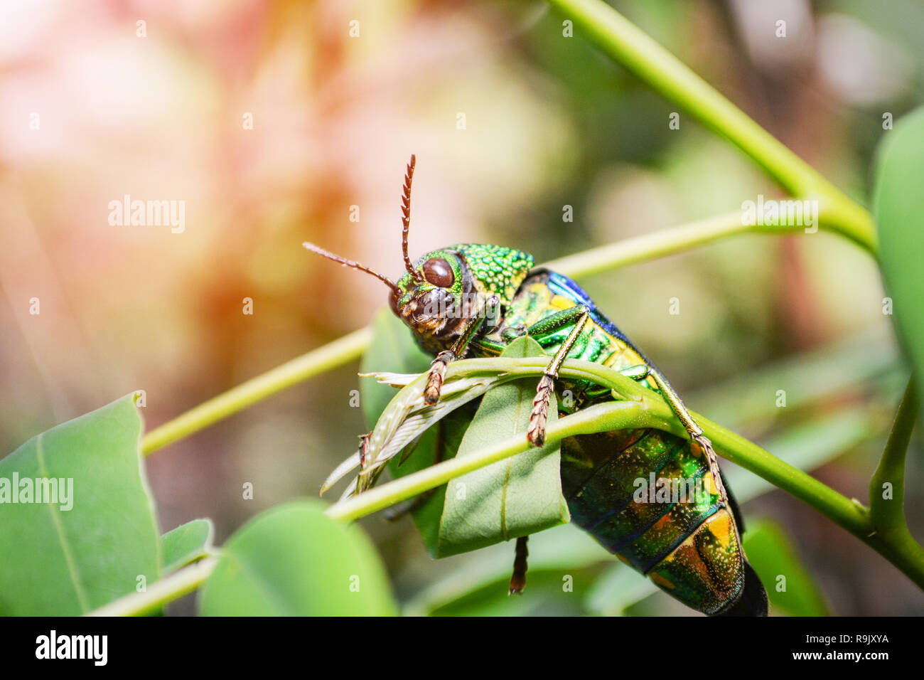Jewel beetle on the leaf tree on nature / The green bug of Jewel beetle