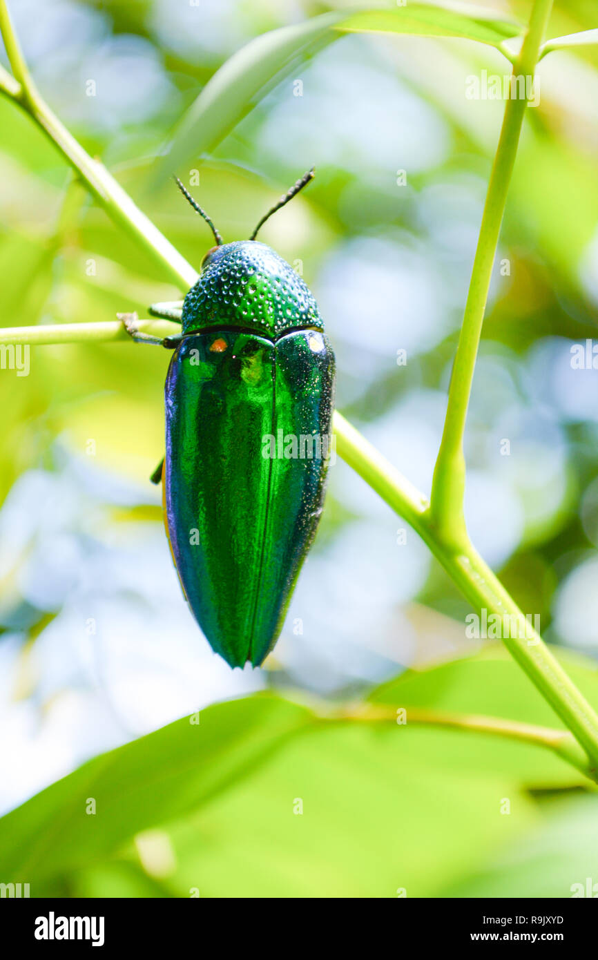 Jewel beetle on the leaf tree on nature / The green bug of Jewel beetle