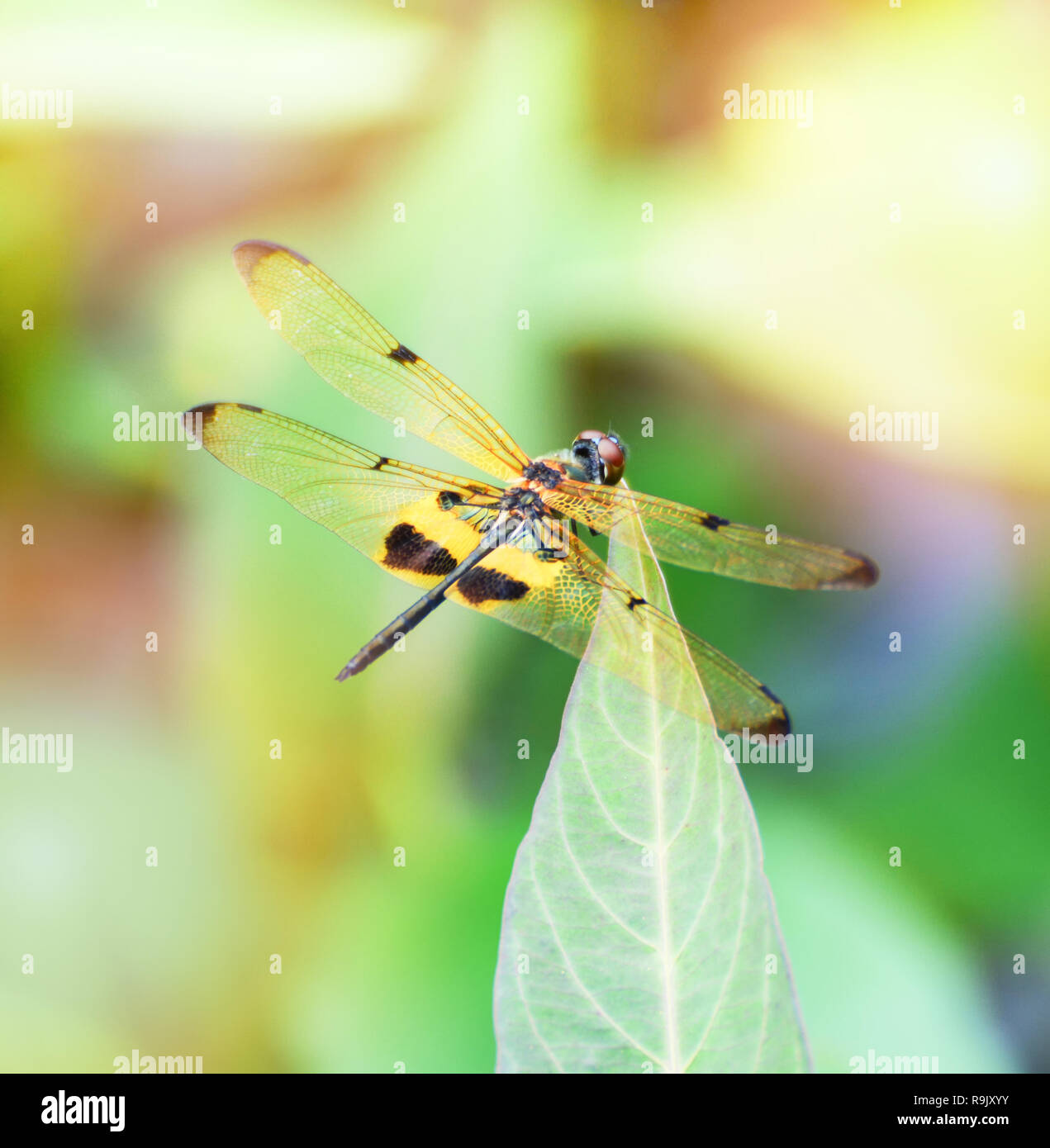 Dragonfly on the leaf with yellow and black wing on nature blurred ...