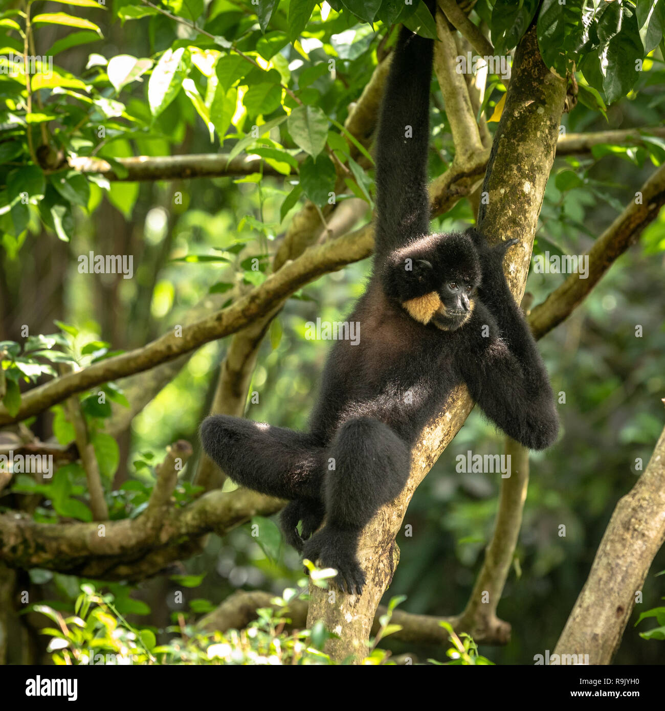 Golden cheeked gibbon hires stock photography and images Alamy