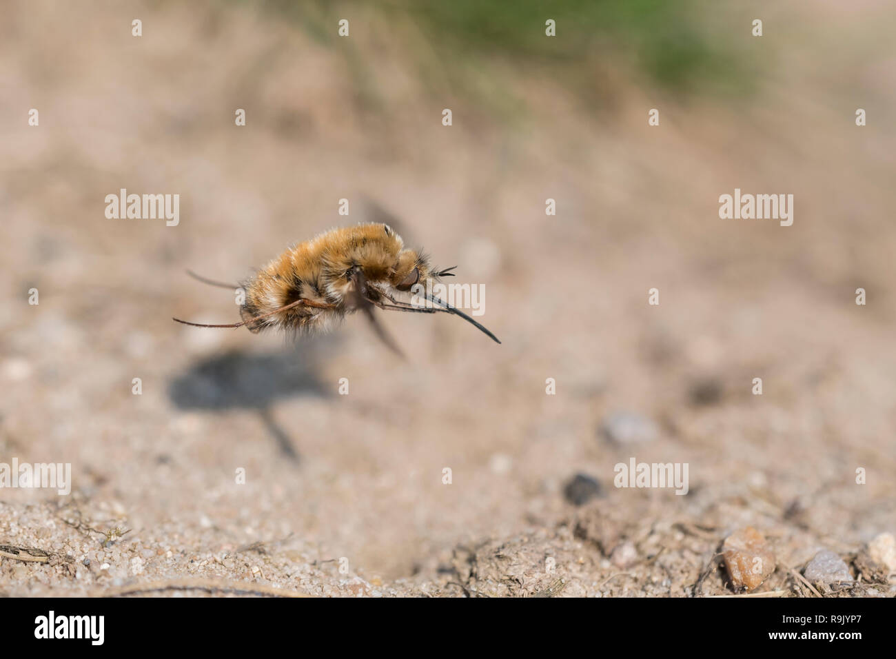 Grosser Wollschweber, Bombylius major, Large Bee Fly Stock Photo