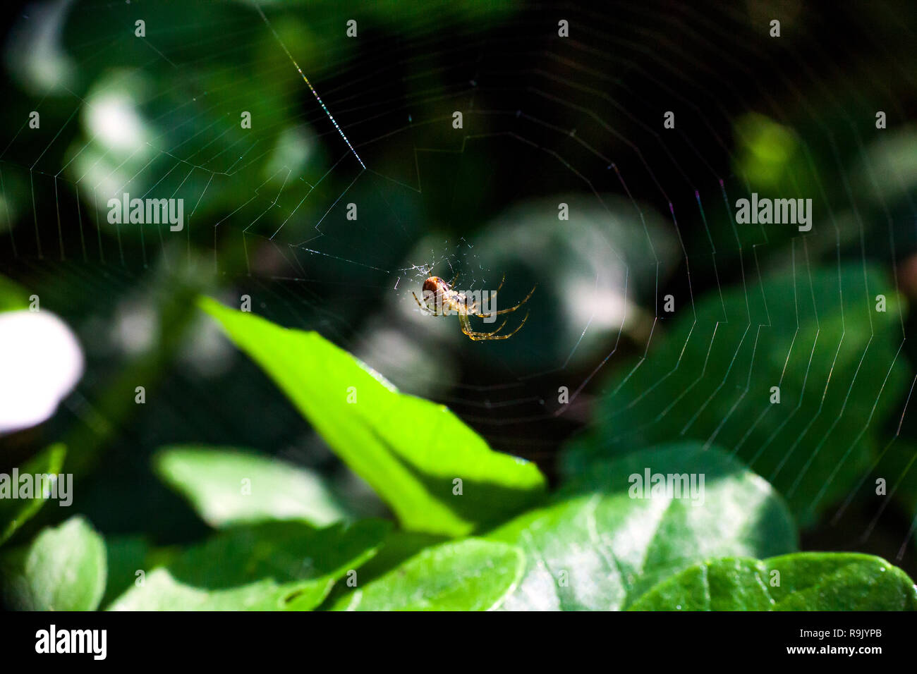 Spider weaving web in summer forest Stock Photo Alamy