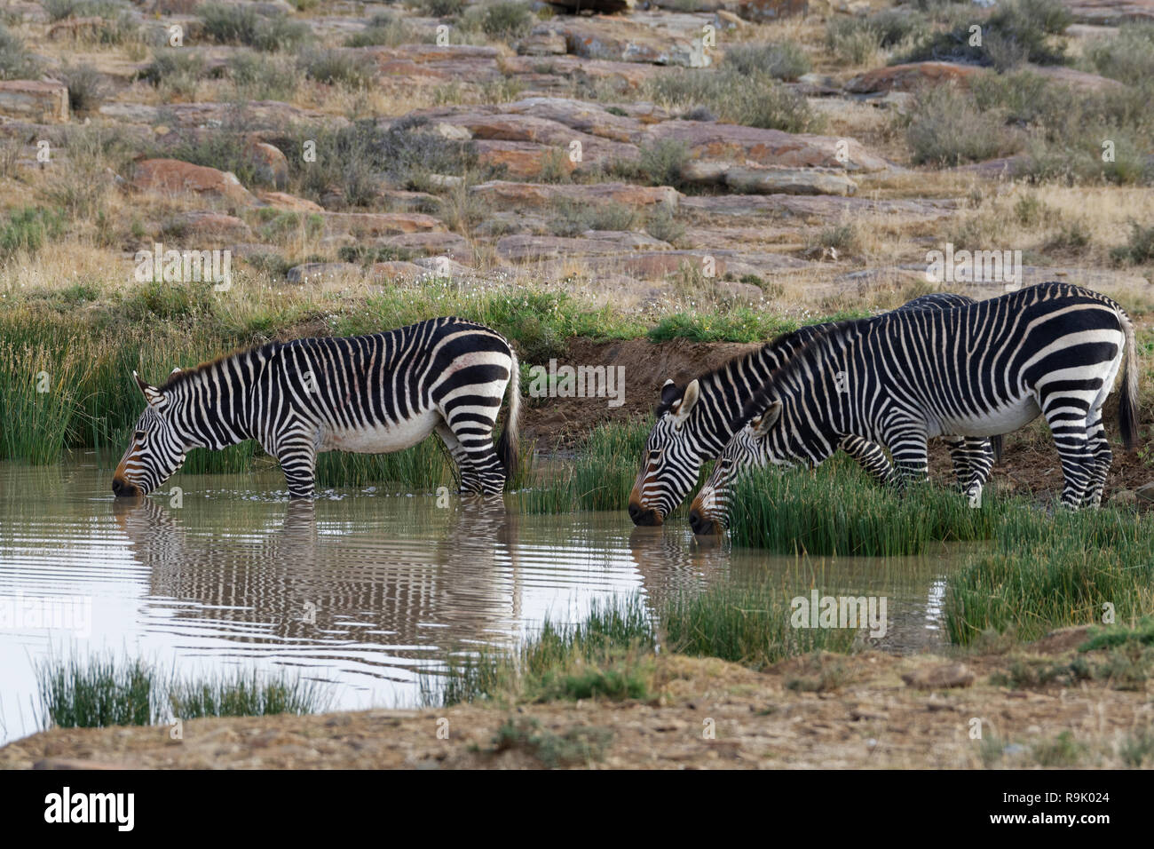 Cape mountain zebras (Equus zebra zebra), three adults in water, drinking, Mountain  Zebra National Park, Eastern Cape, South Africa, Africa Stock Photo - Alamy