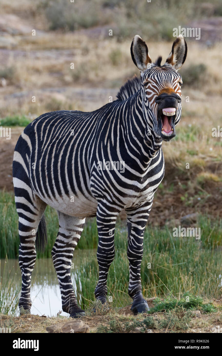 Cape mountain zebra (Equus zebra zebra), adult standing on the bank, yawning, Mountain Zebra National Park, Eastern Cape, South Africa, Africa Stock Photo - Alamy Cape mountain zebra (Equus zebra zebra), adult standing on the bank, yawning, Mountain Zebra National Park, Eastern Cape, South Africa, Africa Stock Photo - Alamy