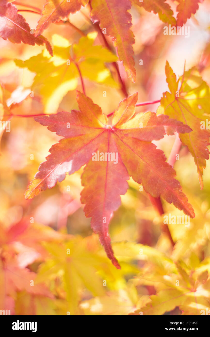 Bright colored autumn acer leaves on a tree in Japan Stock Photo