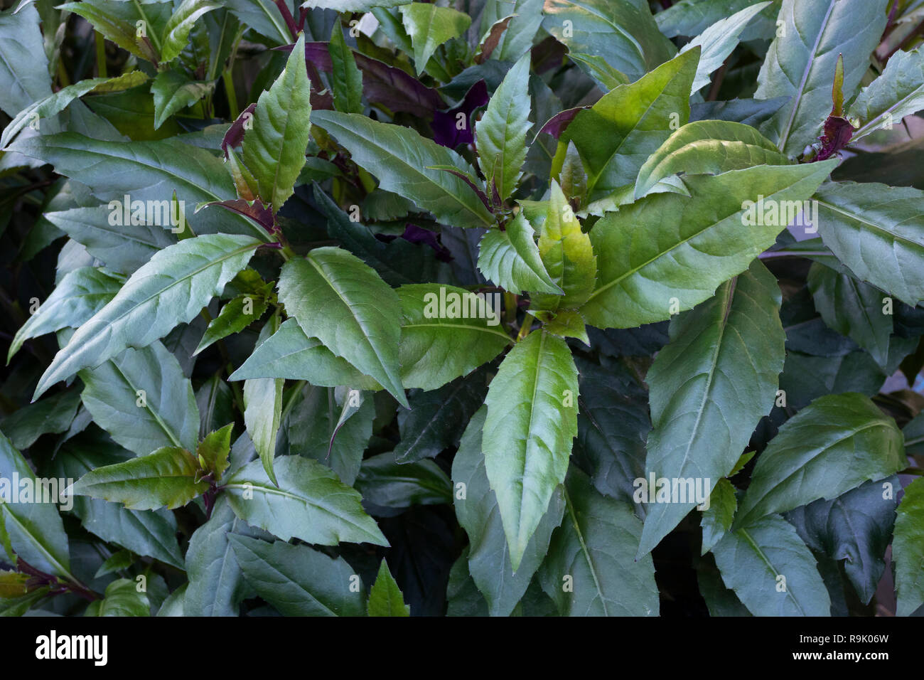 Suizenji na, Japanese salad greens, traditional vegetable of Kunamoto Stock Photo