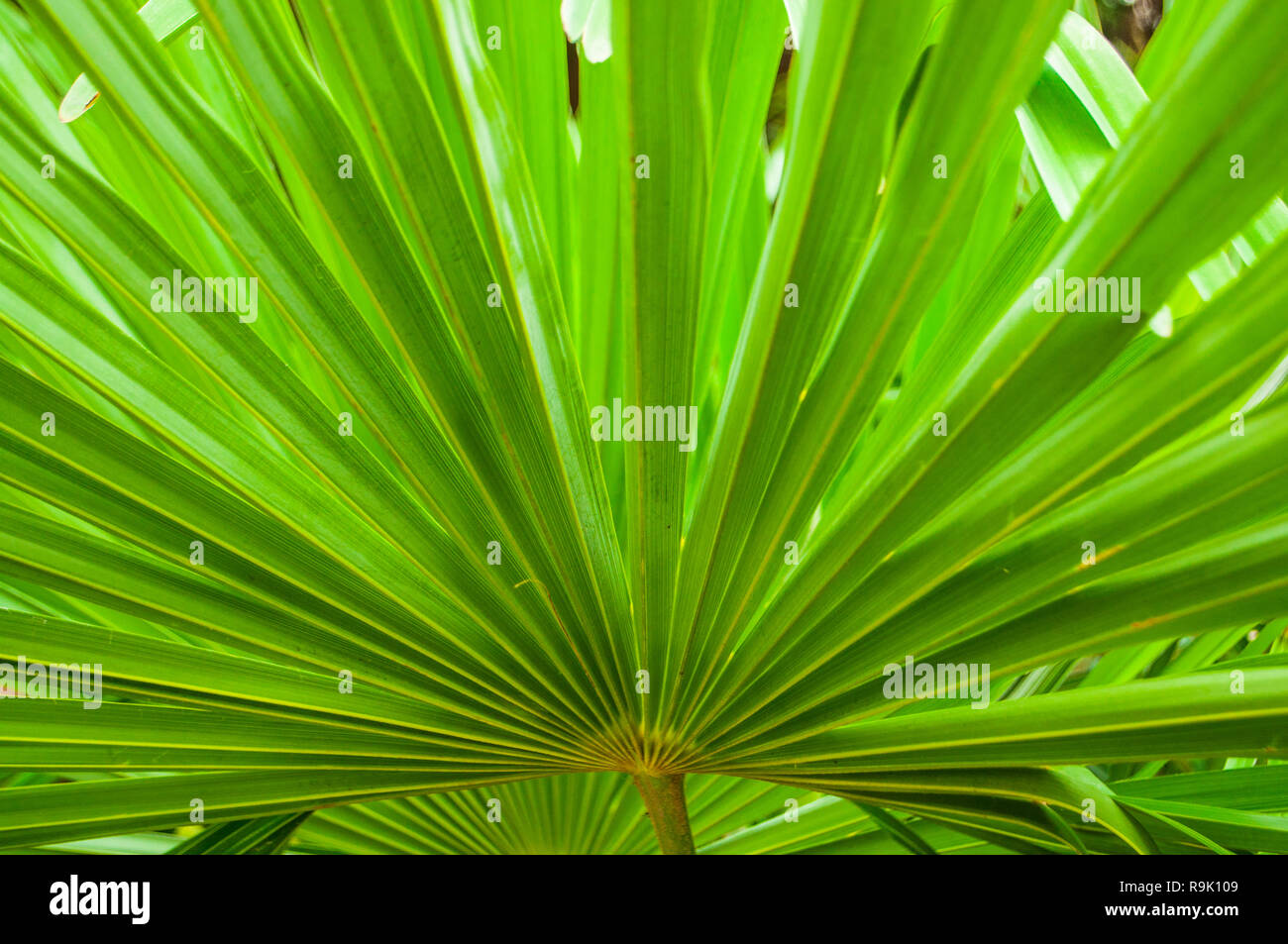 Floral texture made of tropical light green palm leaves. Stock Photo