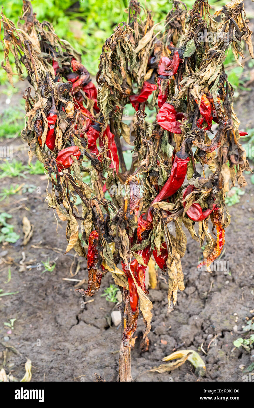 dried bush of red chili pepper in garden in winter day Stock Photo