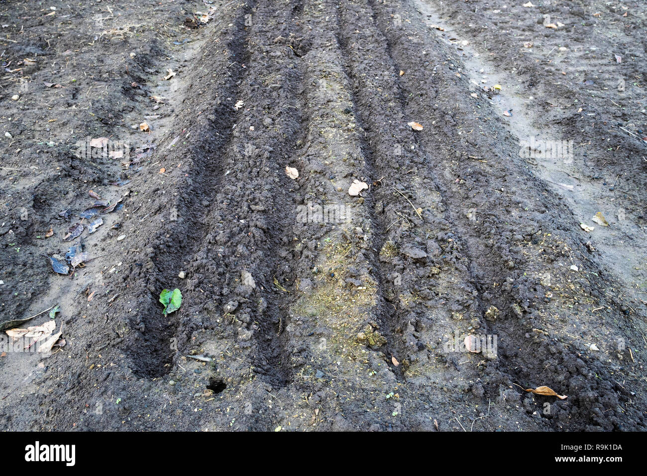 empty dug up garden beds in winter season Stock Photo Alamy