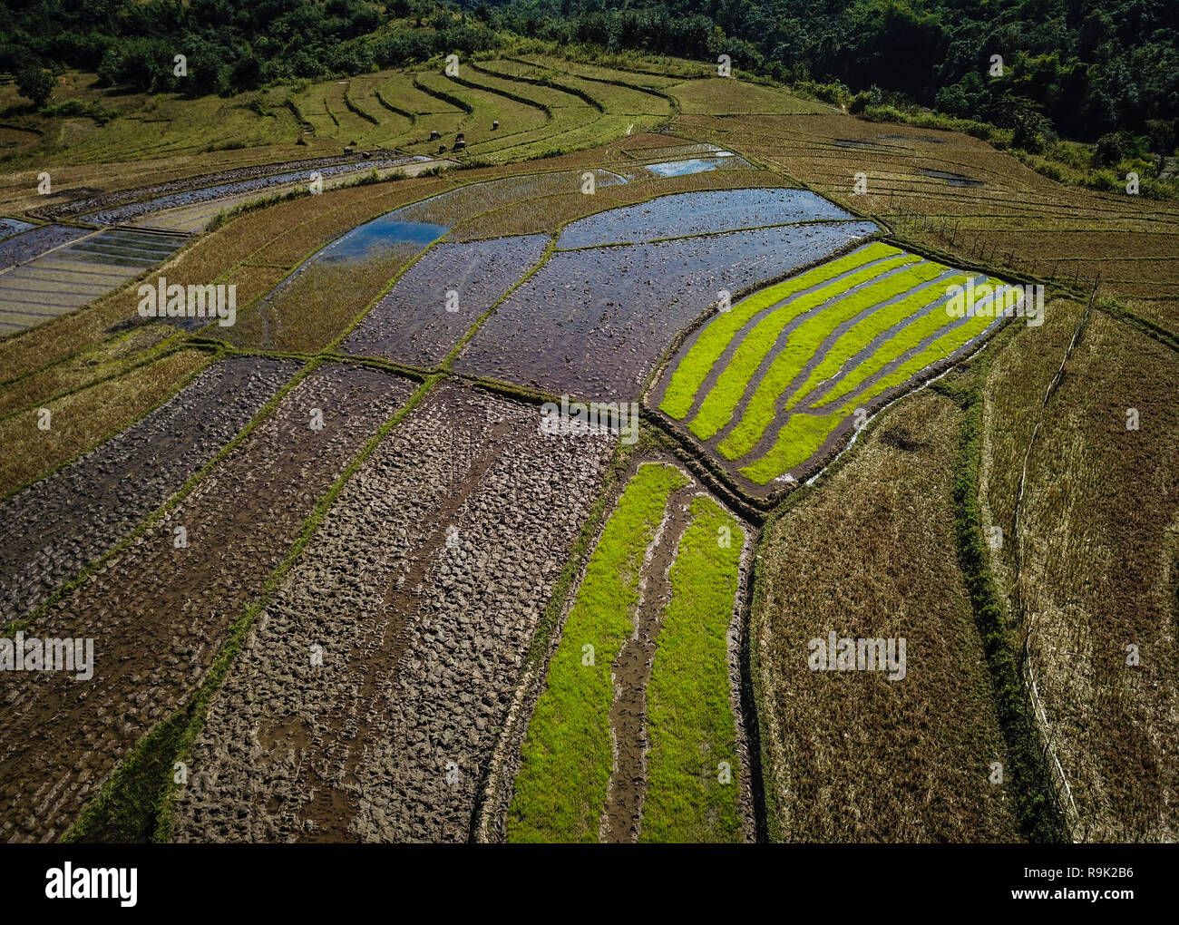 Myanmar Rice Paddy KYAING TONG, MYANMAR - CIRCA DECEMBER 2017: Rice paddies around the ...