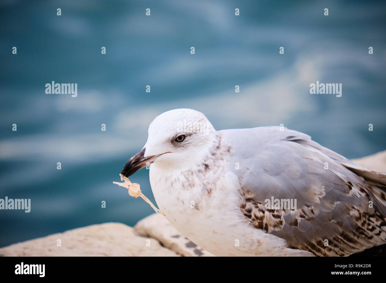 Seagull with bones from garbage in its beak. Illustration of the human impact on animals that now depend on these sources Stock Photo
