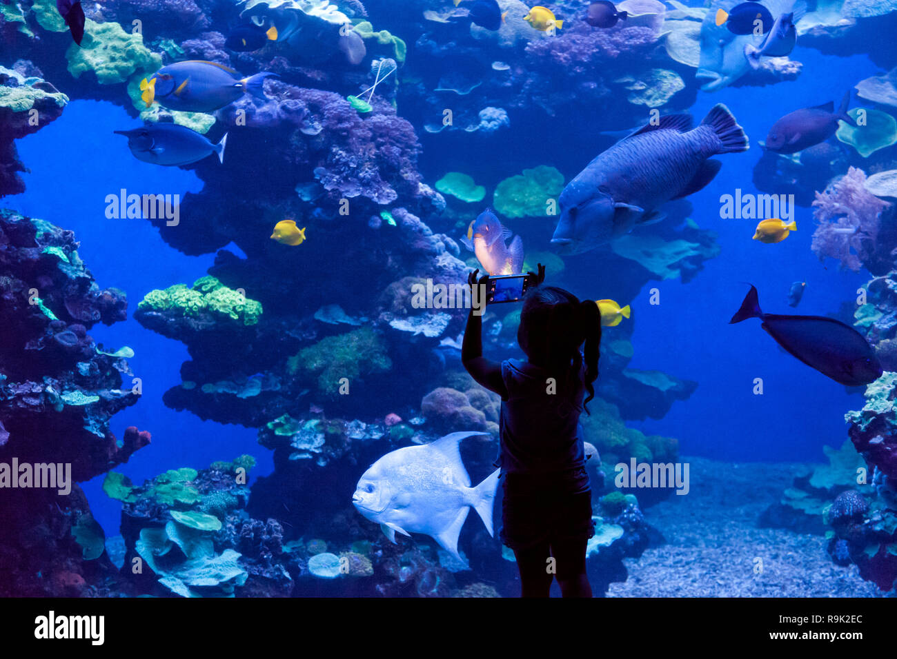 Child with a mobile recording fishes at the aquarium Stock Photo