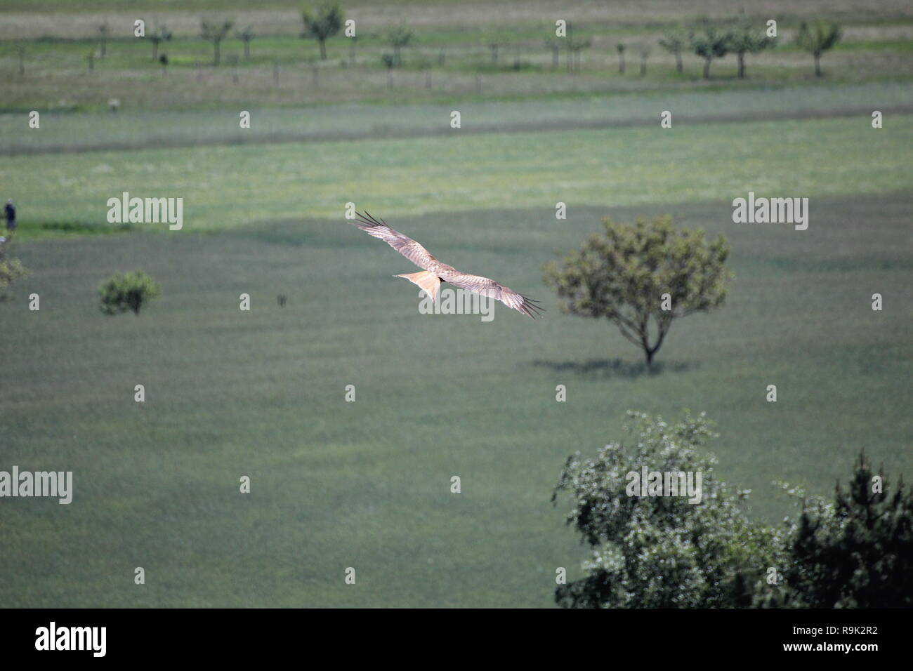Greifvogel Stock Photo