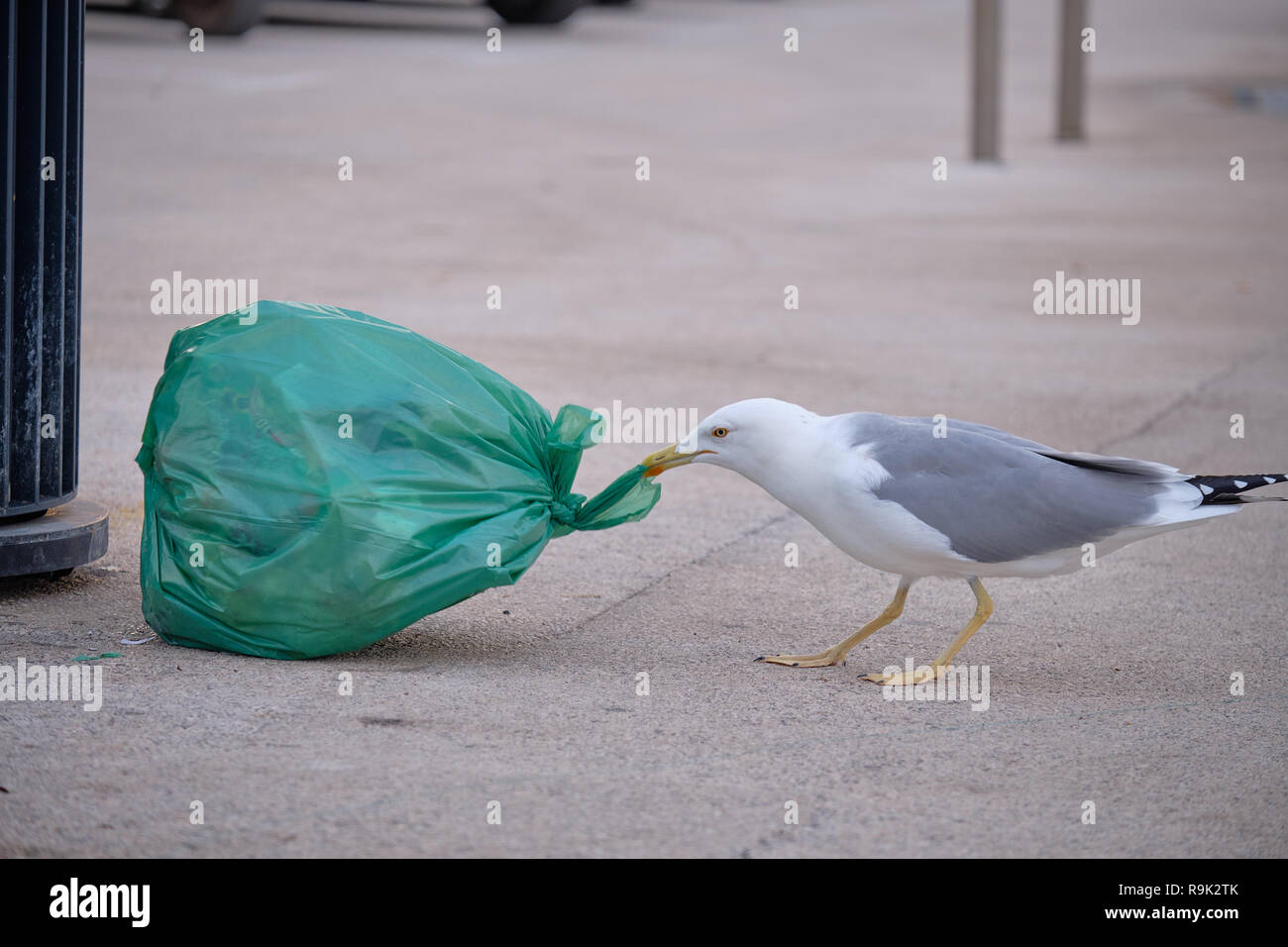 Seagull attacking a bad of garbage for food. the human impact on animals that now depend on these sources Stock Photo