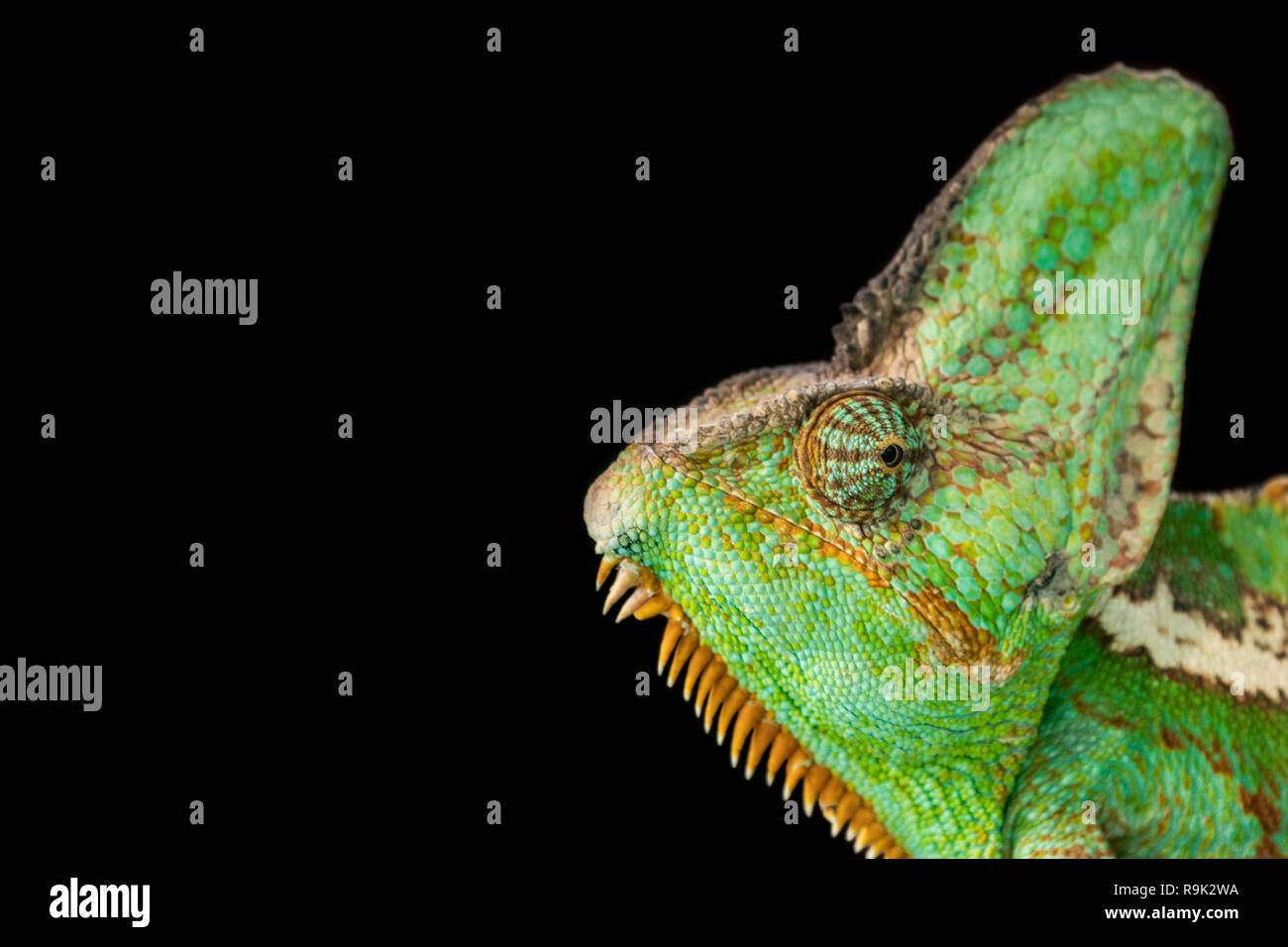 Chamaeleo calyptratus (Veiled chameleon). Stock Photo