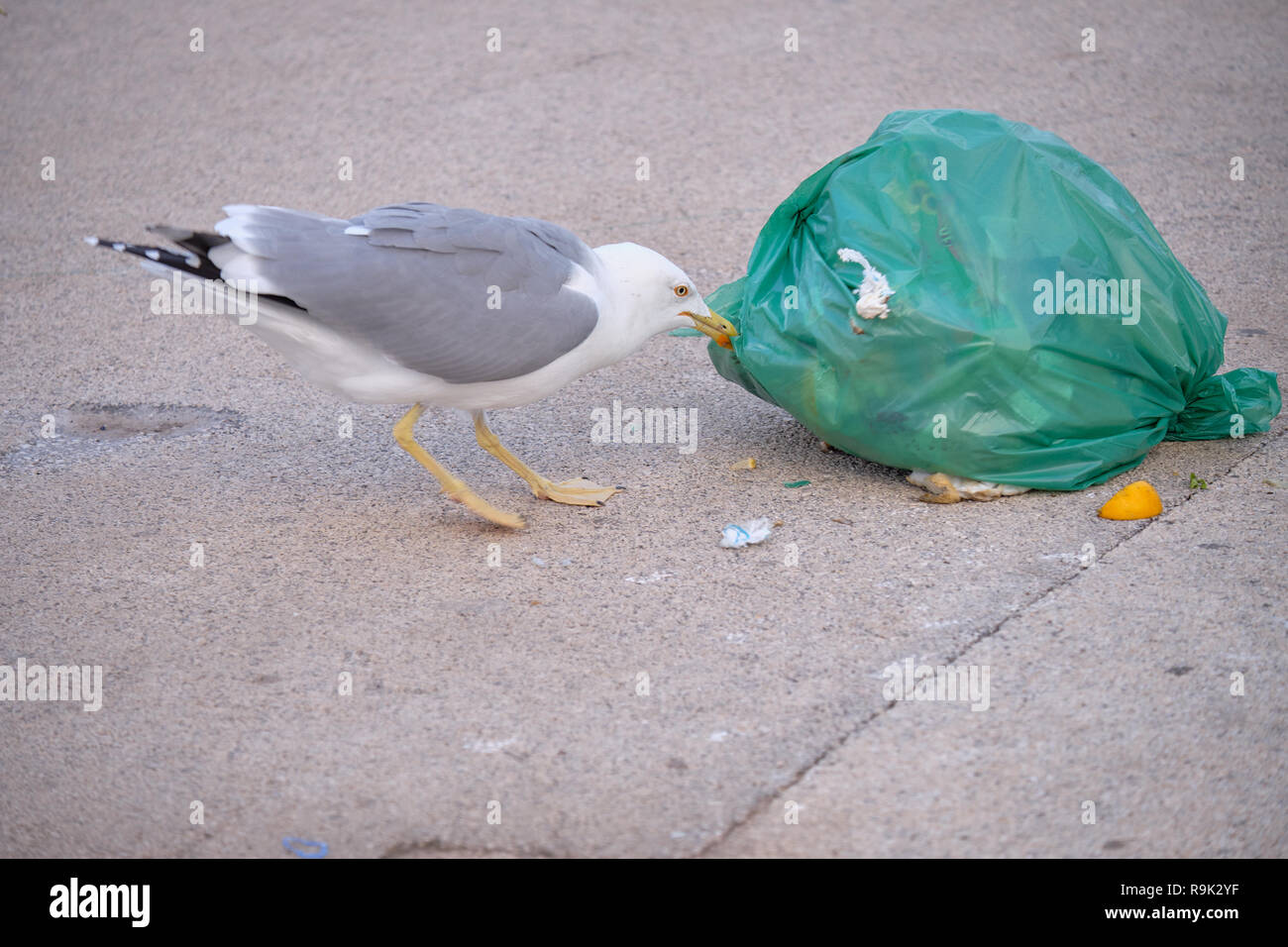 Seagull attacking a bad of garbage for food. the human impact on animals that now depend on these sources Stock Photo