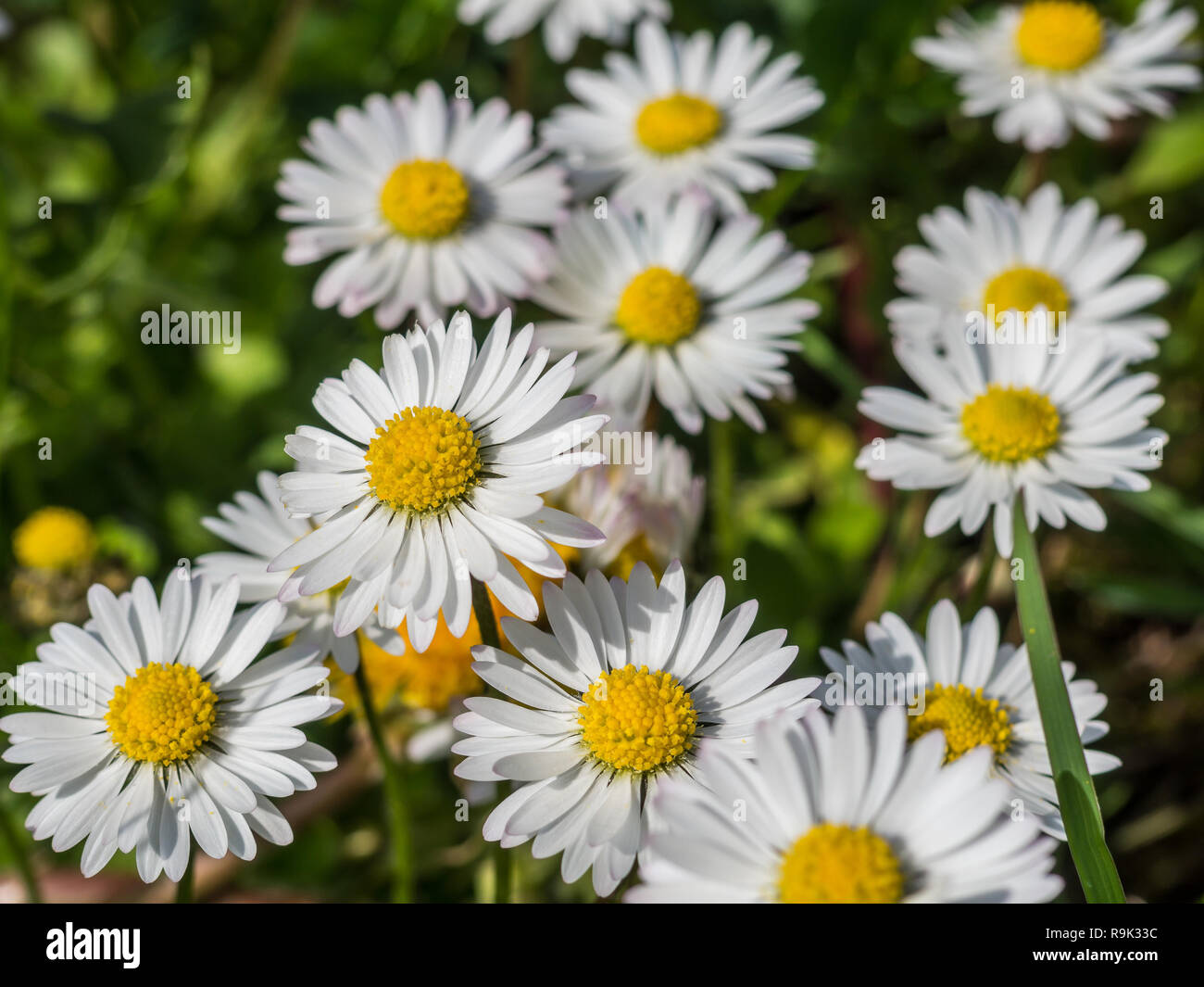 daisies in garden Stock Photo Alamy