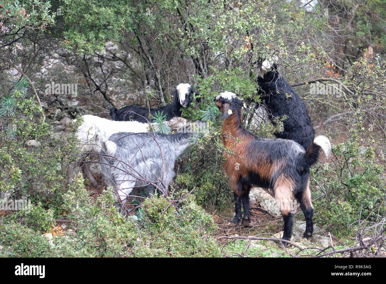 Goat In Forest goats who graze the leaves of the woods in the forest in Antalya Stock ...