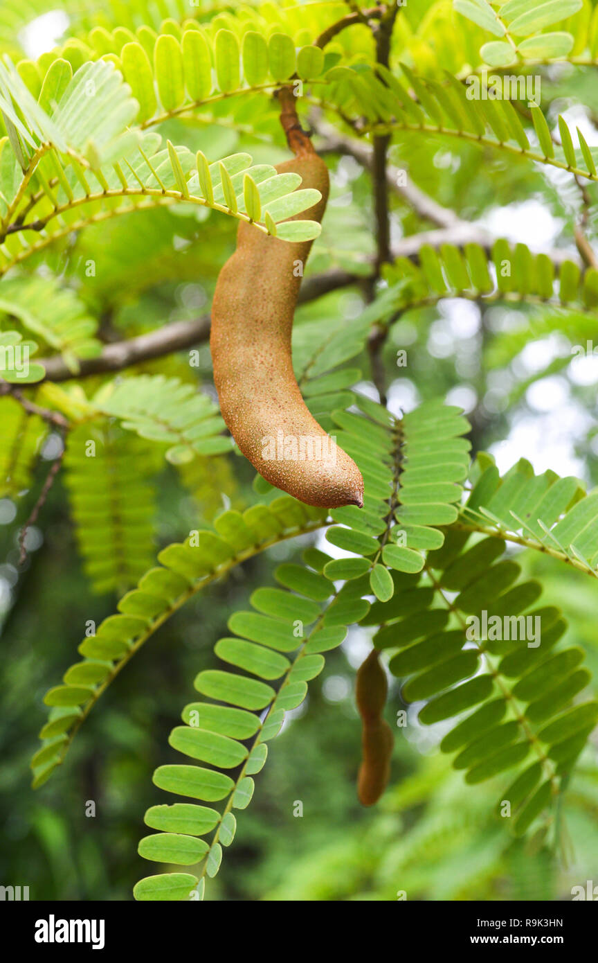 Young Tamarind Tree High Resolution Stock Photography And Images Alamy Young Tamarind Tree High Resolution Stock Photography And Images Alamy
