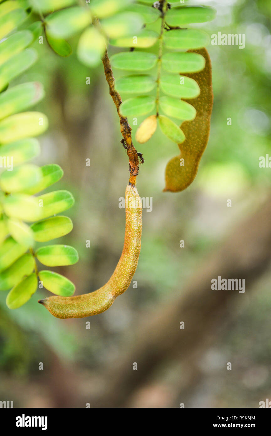 Tamarind on tree / young raw tamarind fruit hang on the tamarind tree
