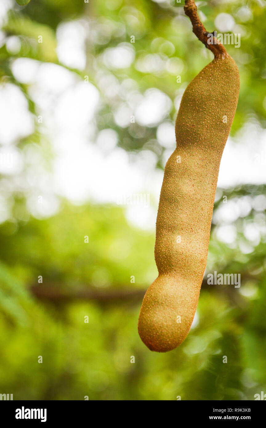 Tamarind On Tree Young Raw Tamarind Fruit Hang On The Tamarind Tree In The Garden Tropical Fruit With Nature Green Background Stock Photo Alamy