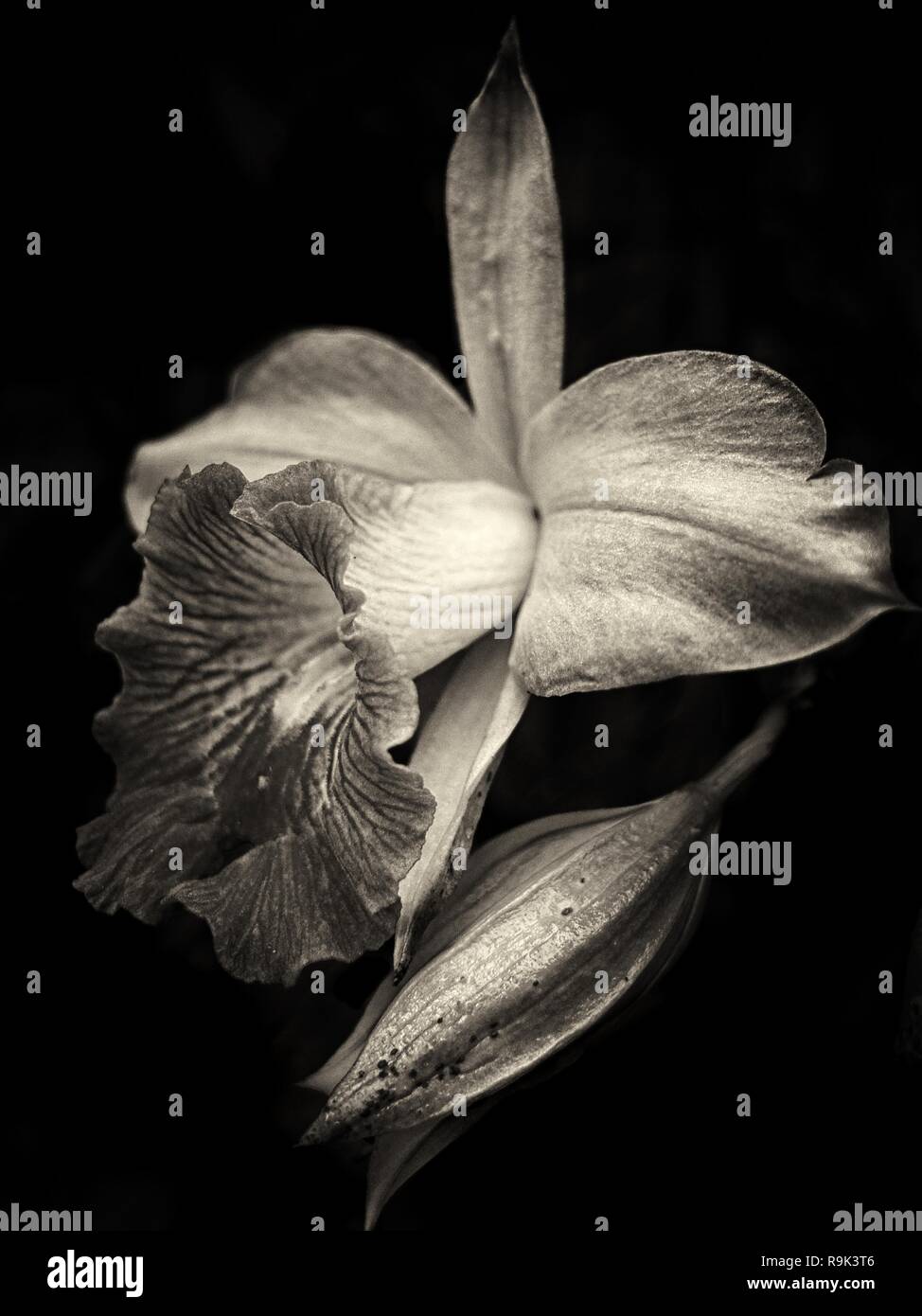 Bamboo orchid in Black & White Stock Photo