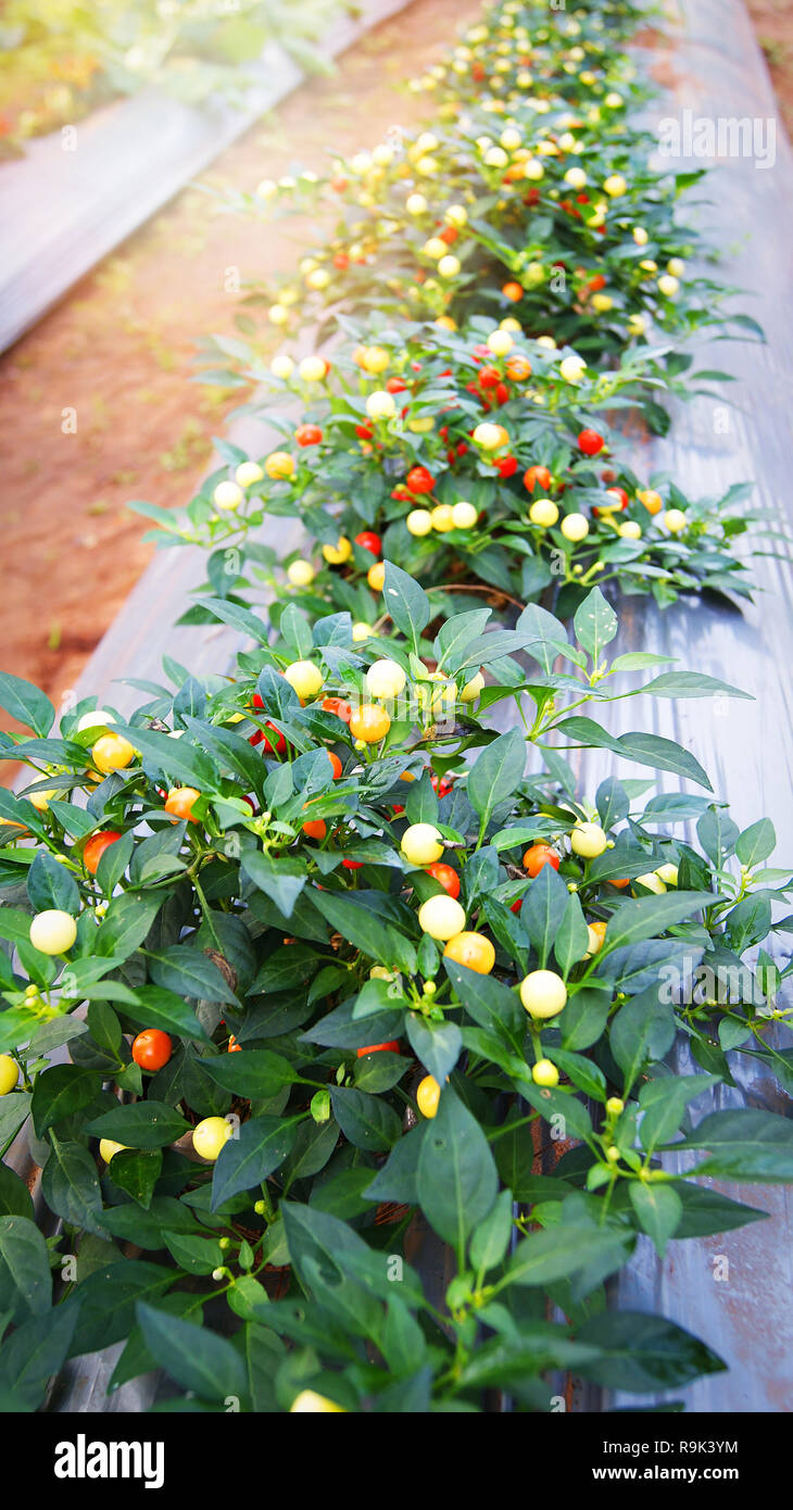 Ornamental chilli hi-res stock photography and images - Alamy