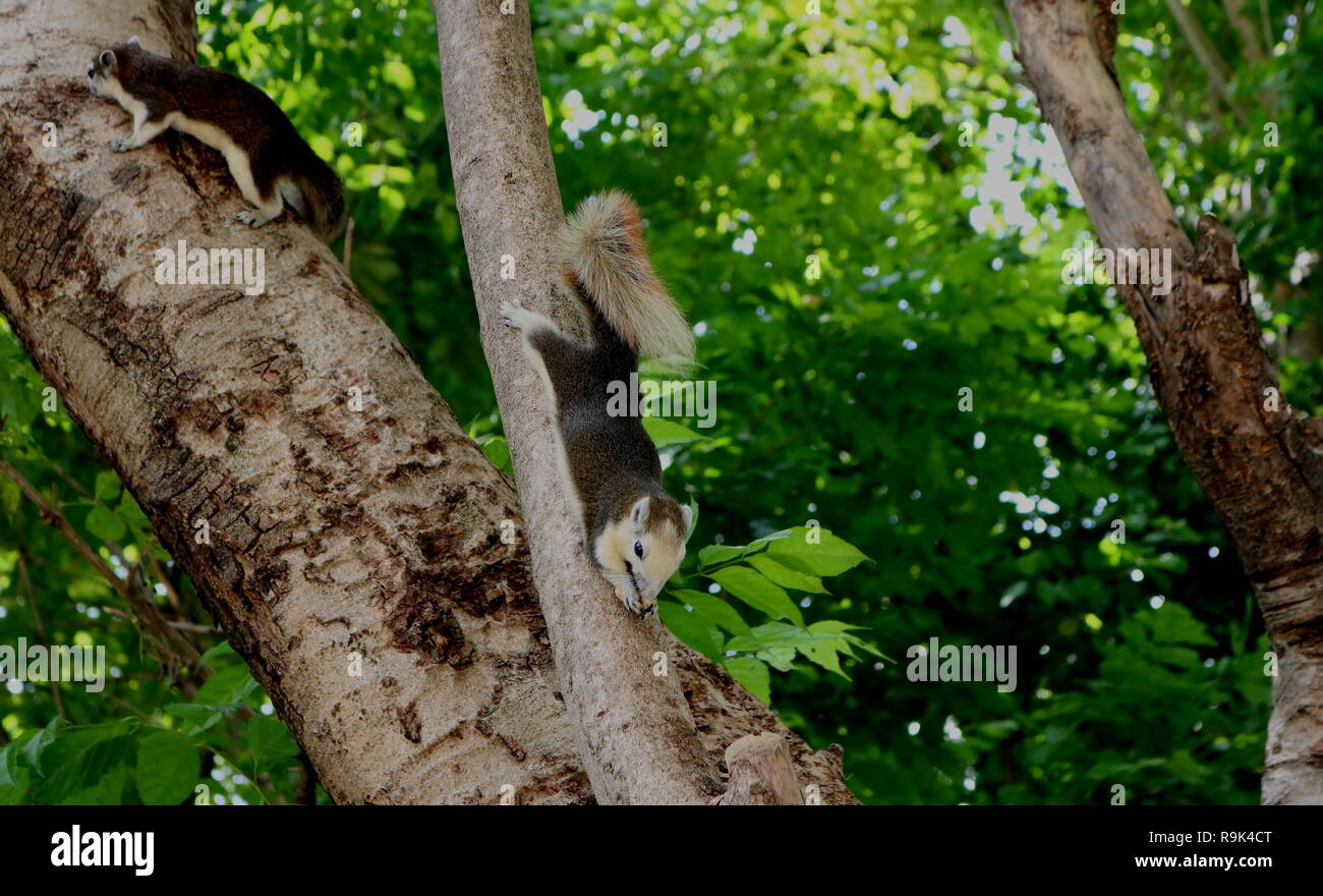 two squirrels climbing on a green tree in the opposite direction Stock Photo