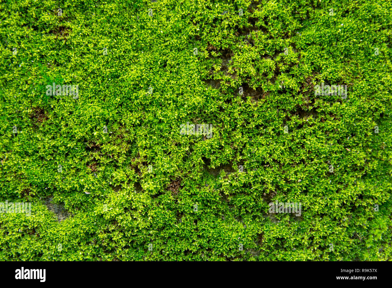 Green moss on old concrete wall. green moss texture background Stock ...