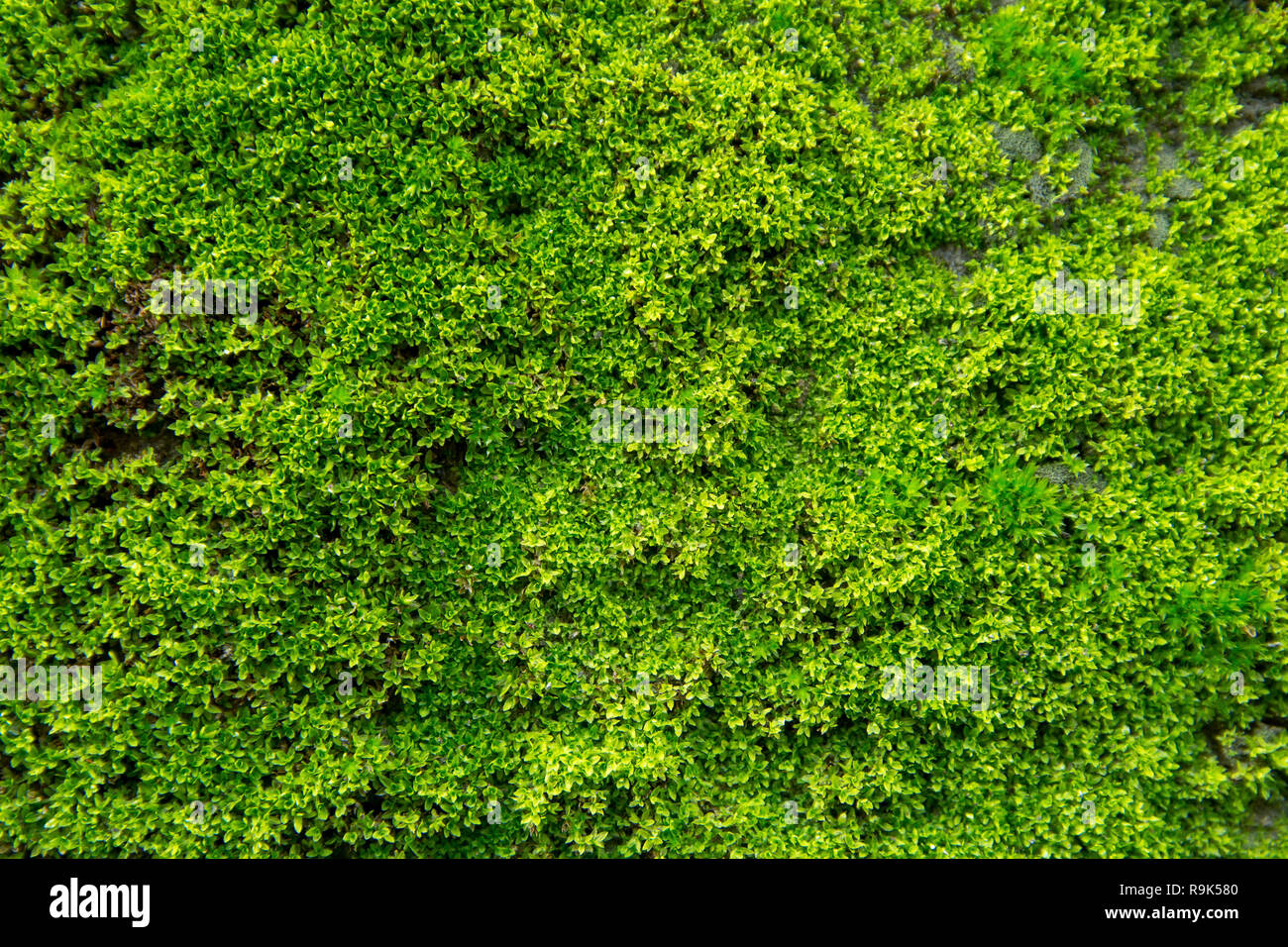 Green moss on old concrete wall. green moss texture background Stock ...