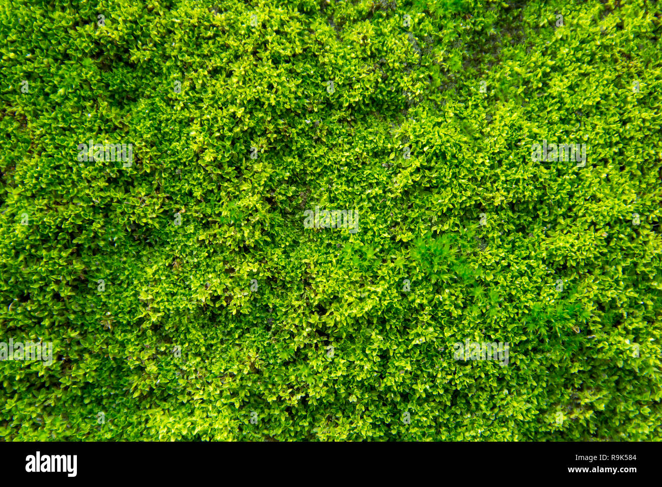 Green moss on old concrete wall. green moss texture background Stock ...