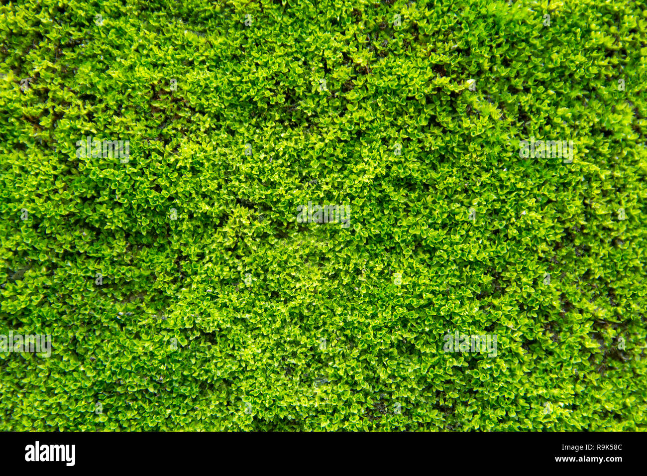 Green moss on old concrete wall. green moss texture background Stock ...