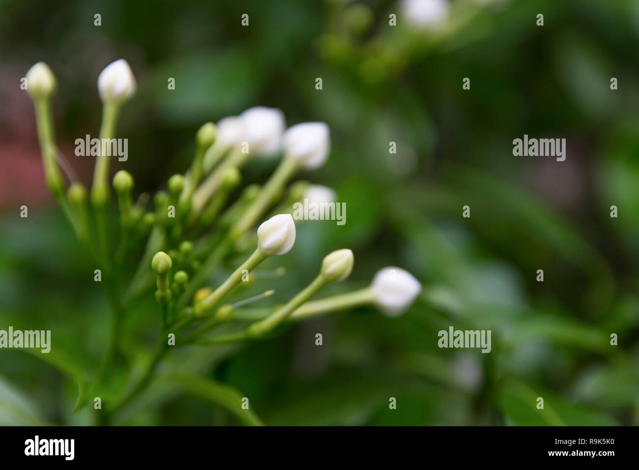 Cape Jasmine white flower Stock Photo Alamy