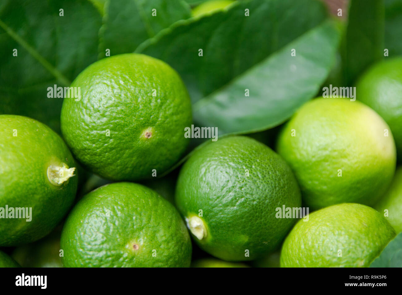 Lime Citrus Fruits background. Fresh juicy limes. Healthy food Stock