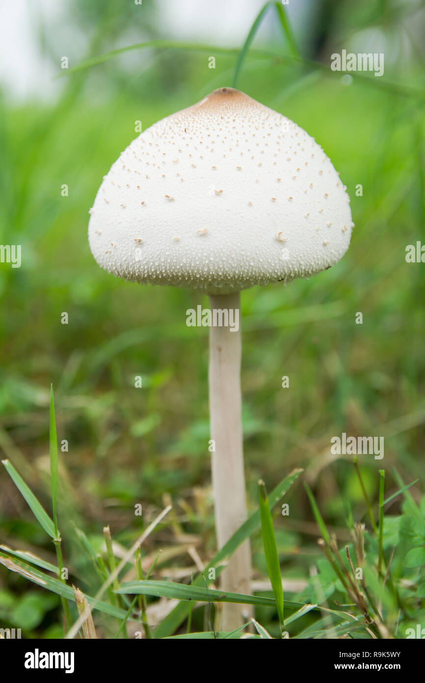 False parasol, Greenspored parasol or Chlorophyllum molybdites. White