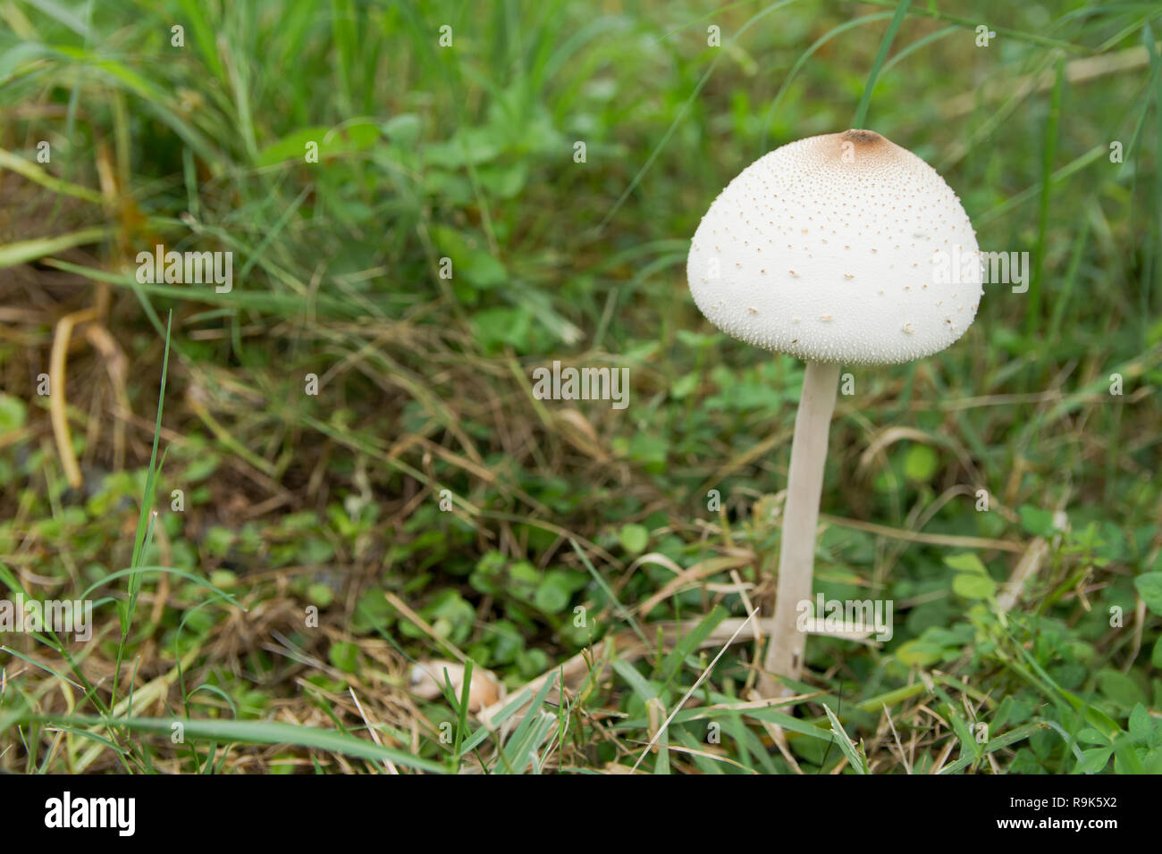 False parasol, Greenspored parasol or Chlorophyllum molybdites. White