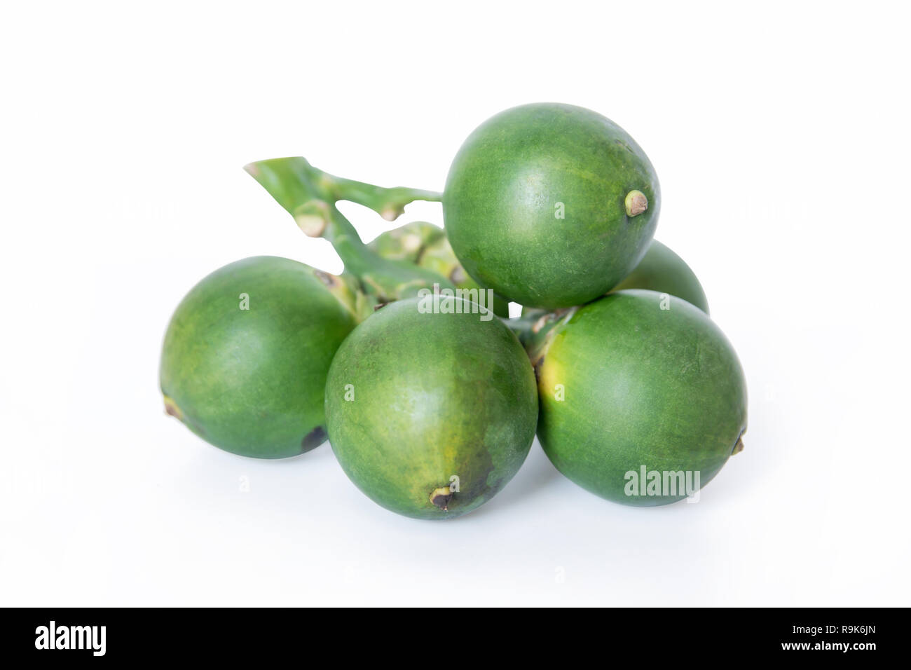 fresh betel nuts, Betel palm isolated on white background with clipping path Stock Photo