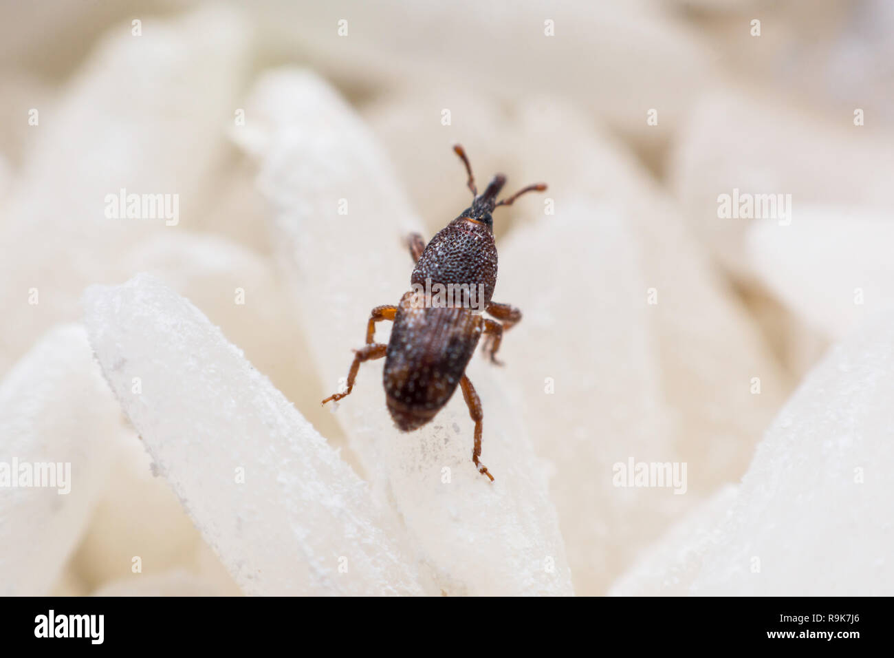 Rice weevil, or science names Sitophilus oryzae close up on white Rice destroyed. Stock Photo