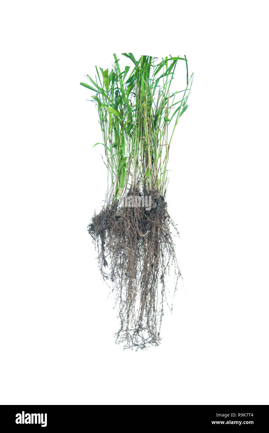 weed root, rootlet isolated on white background Stock Photo Alamy