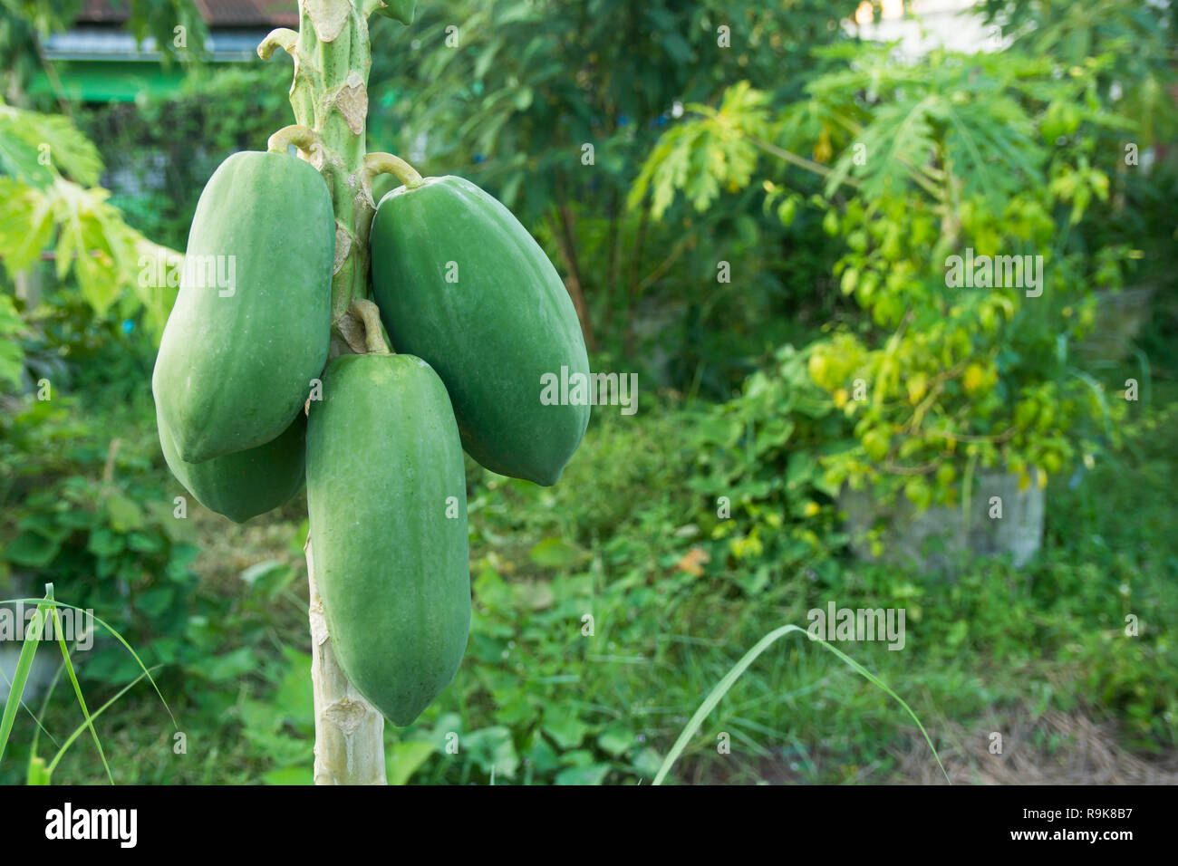 unripe green papaya hanging from a papaya tree. Papaya tree and bunch ...