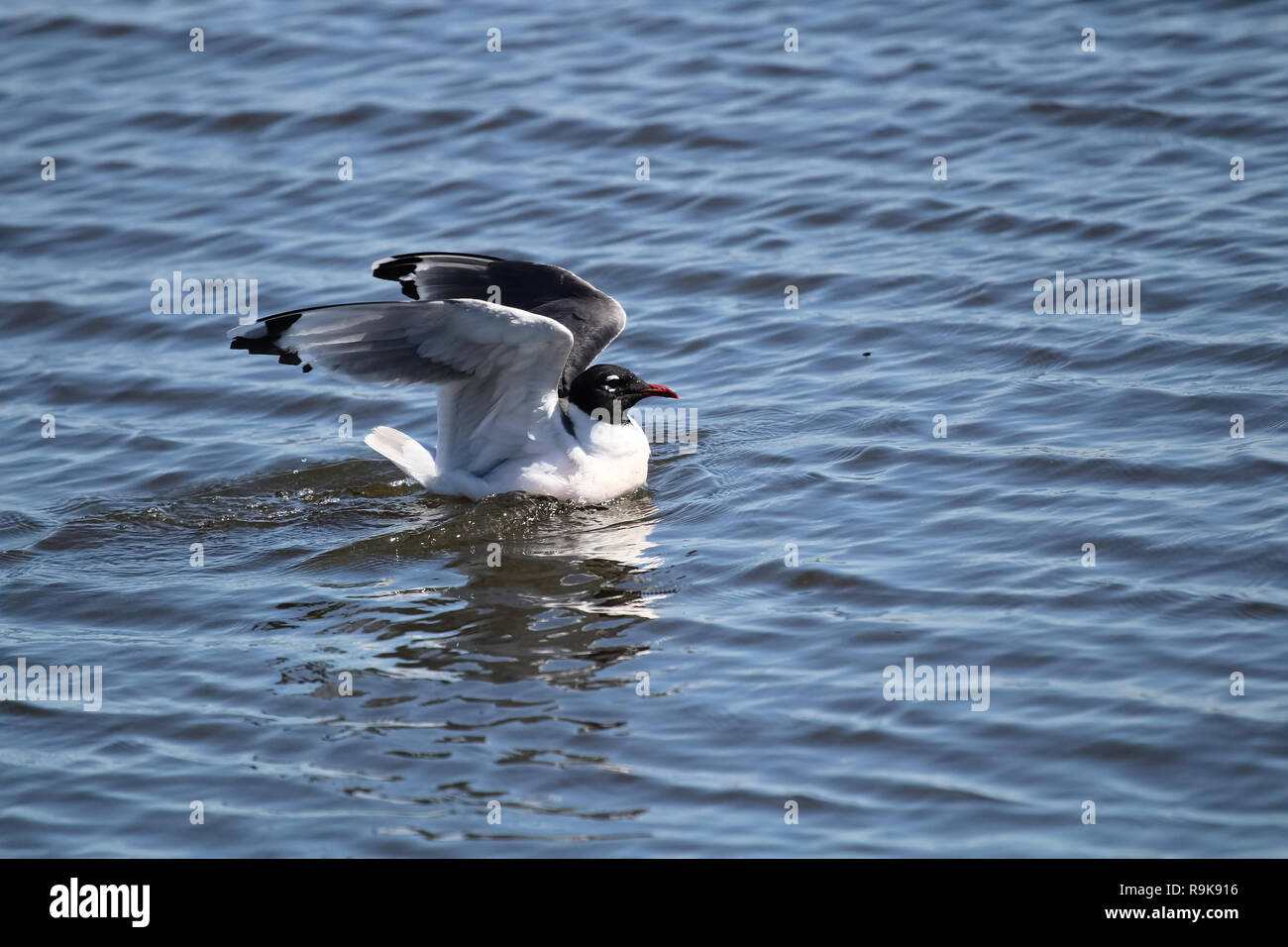 A Franklin's Gull stretching its wings while on water Stock Photo Alamy