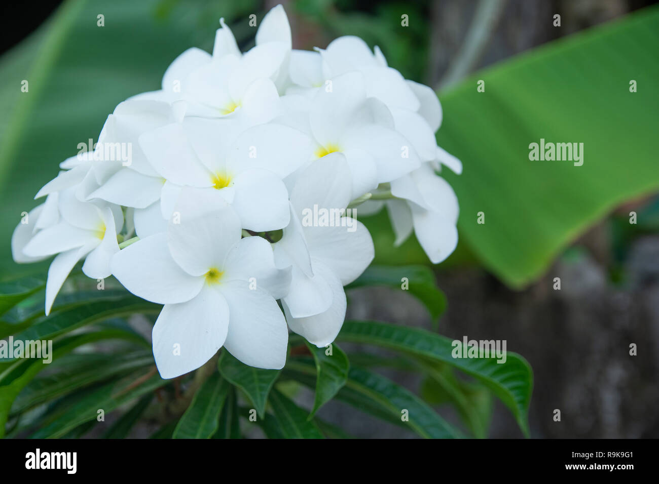 White Flower Plumeria pudica, Bridal Bouquet Stock Photo - Alamy