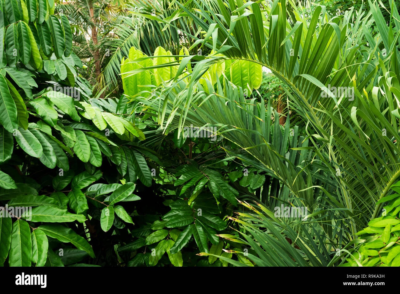 Tropical plants in Royal Botanic Gardens, Kew ( Richmond ) Stock Photo