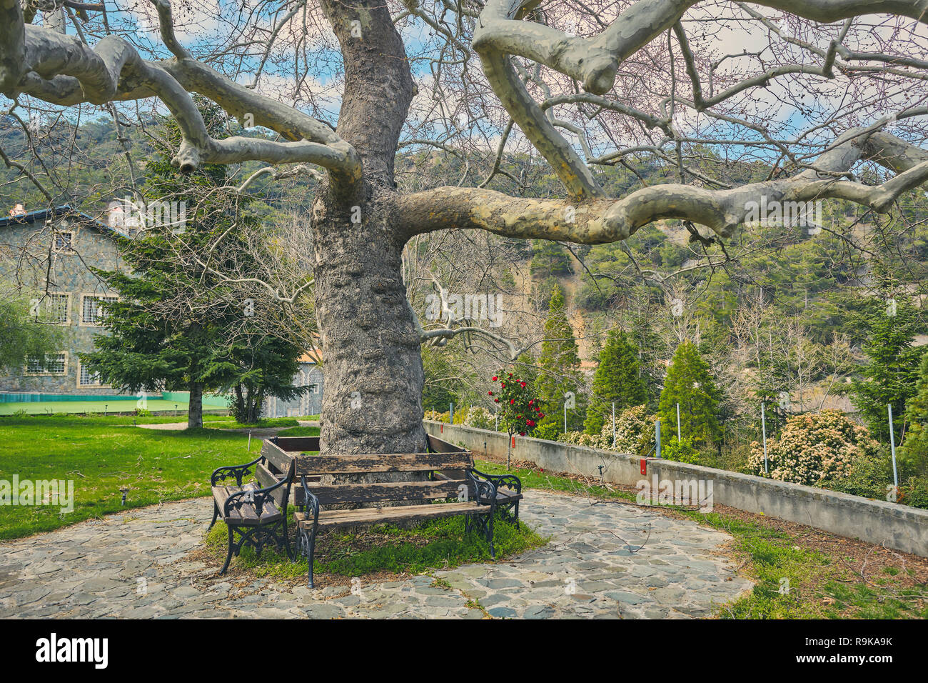 Large Tree Bench Seat Next High Resolution Stock Photography And Images Alamy