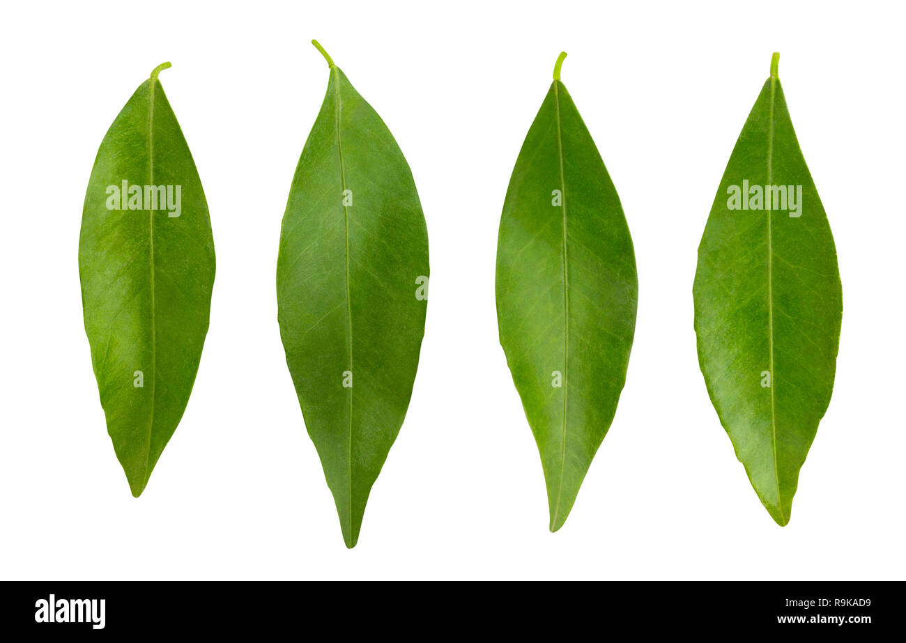 tangerine leaves path isolated Stock Photo Alamy