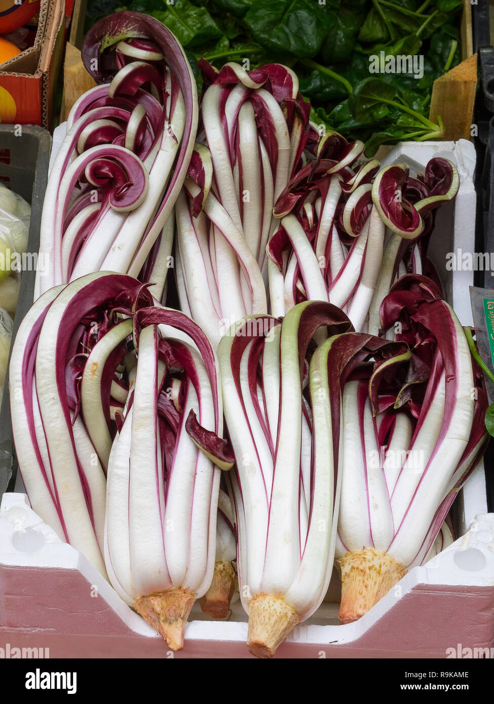 box full of fresh Treviso IGP tardive red radicchio delicious winter salad with white stems and red tops Stock Photo